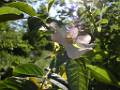 F06 eglantine de Manuelle Bonhomme 1 